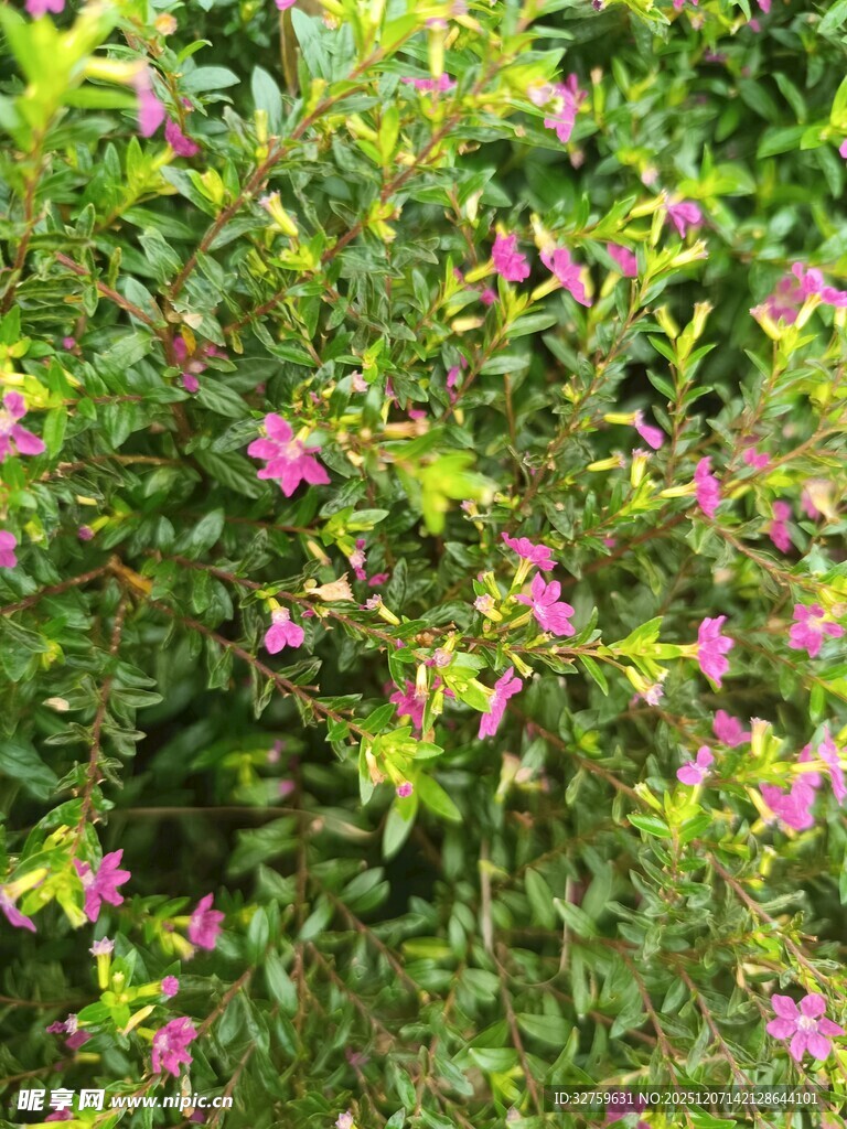 绿叶间绽放的粉色小花