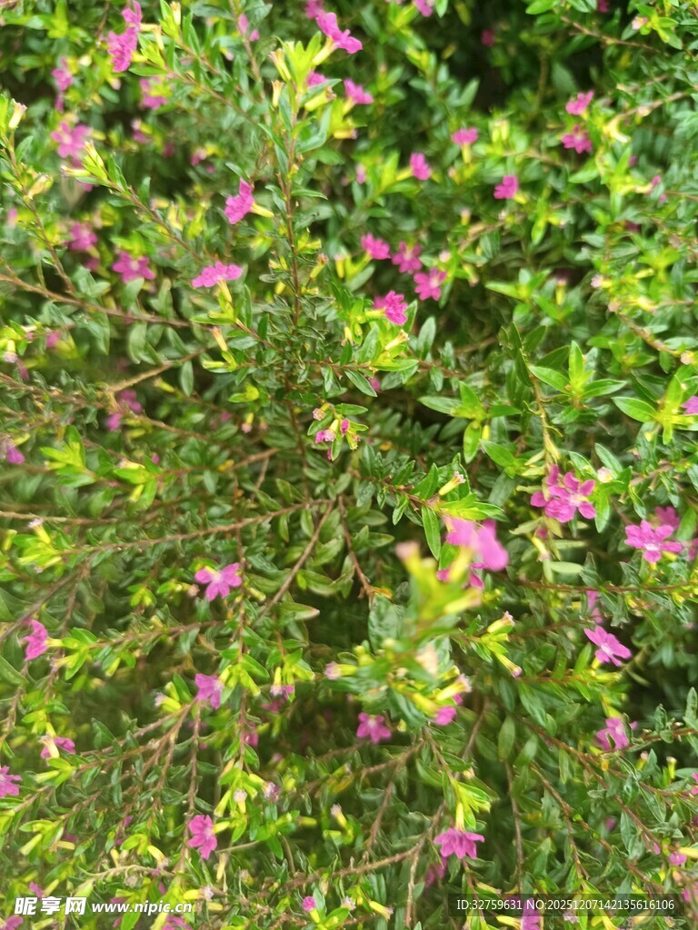 繁茂花丛中的娇艳粉花