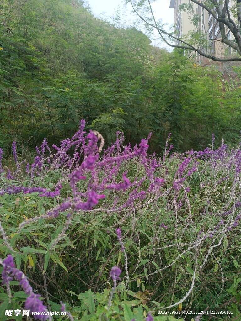 紫色花丛中的自然景致
