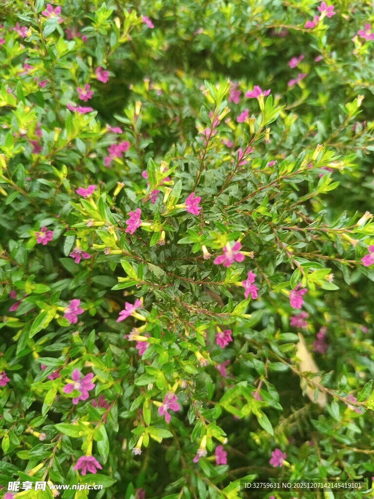 绿叶丛中绽放的娇艳小花