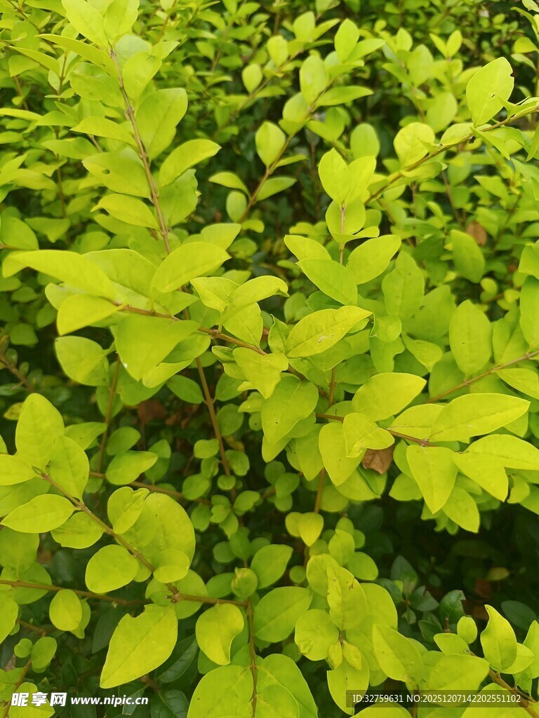 翠绿繁茂的植物叶片