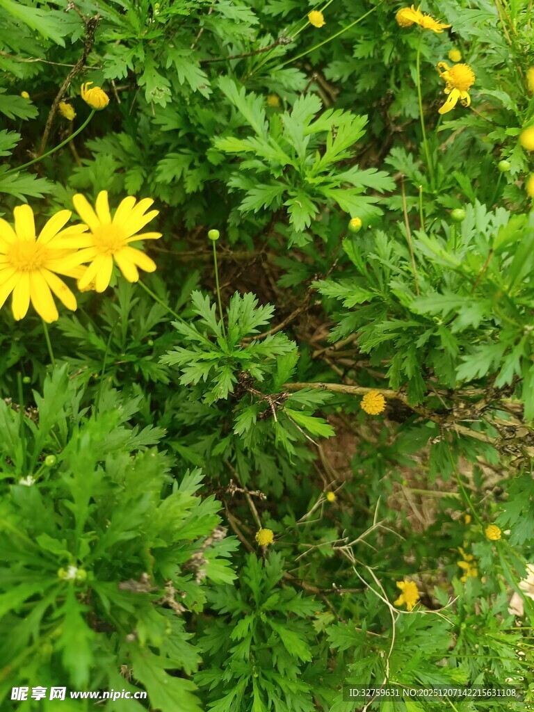黄色小花绽放于绿叶间