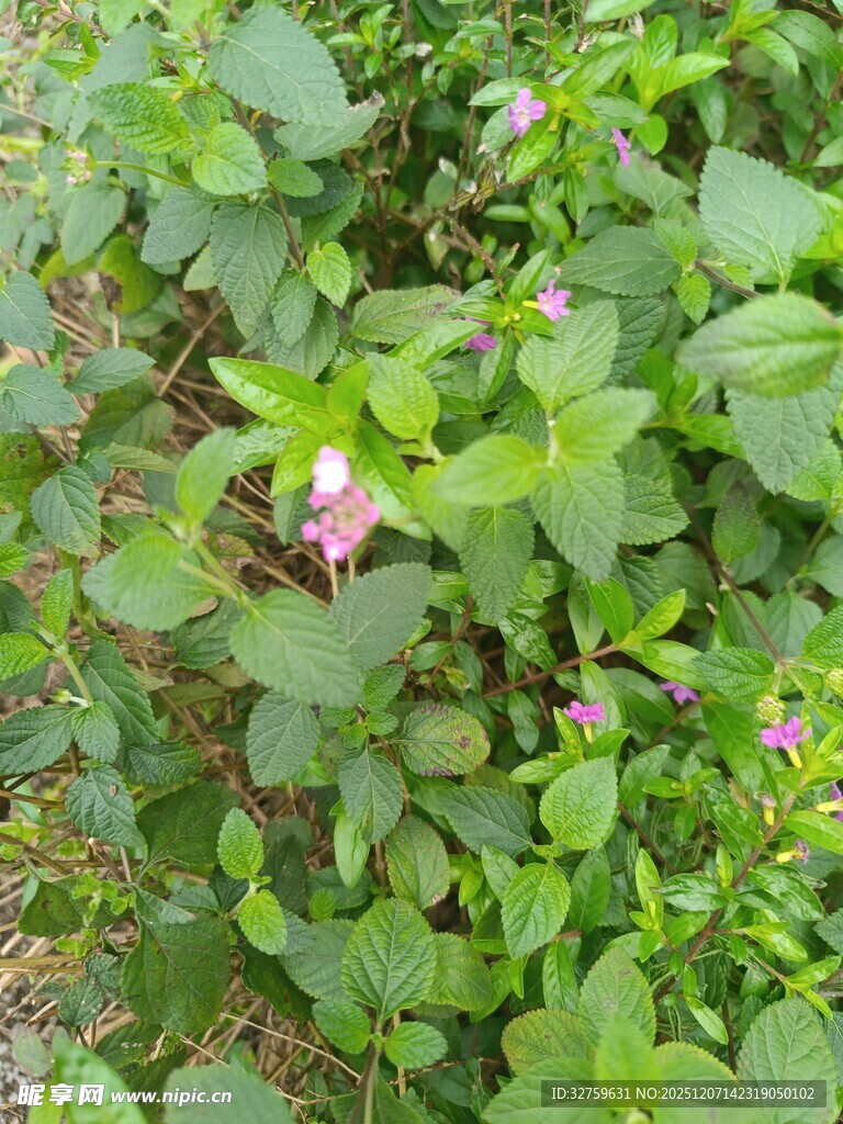 绿叶丛中的粉色小花