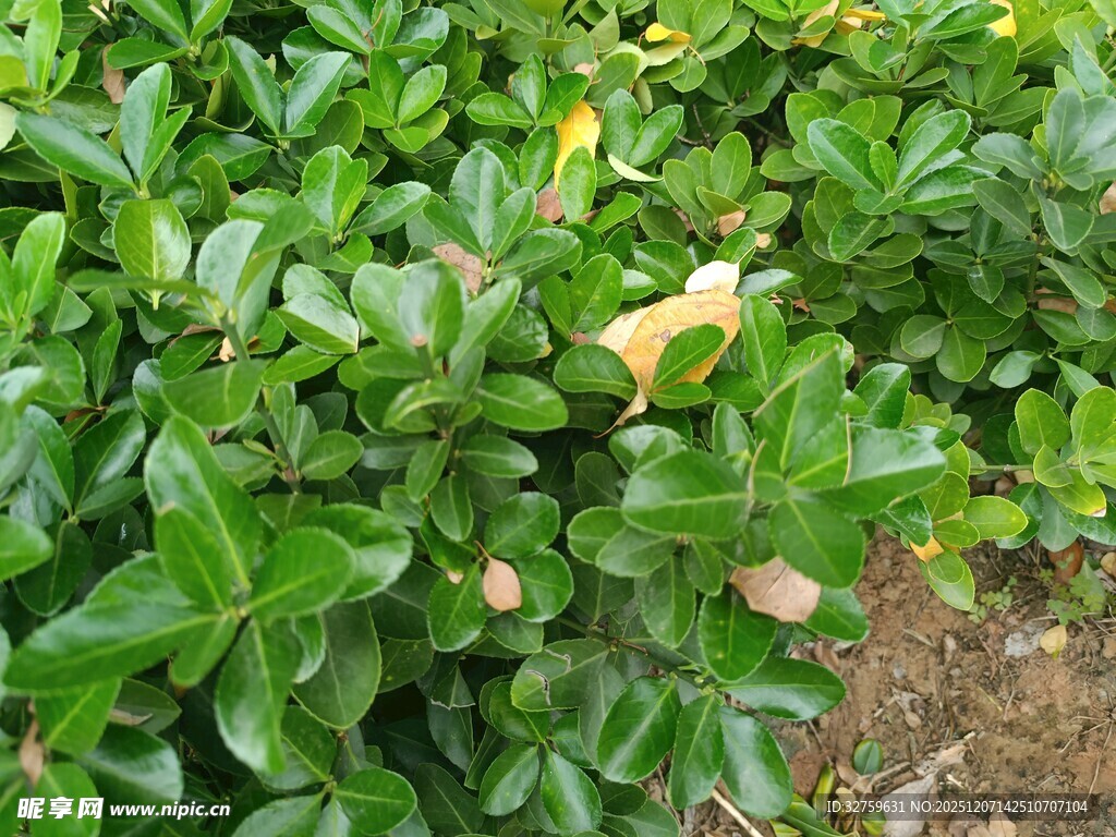 翠绿繁茂的绿叶植物
