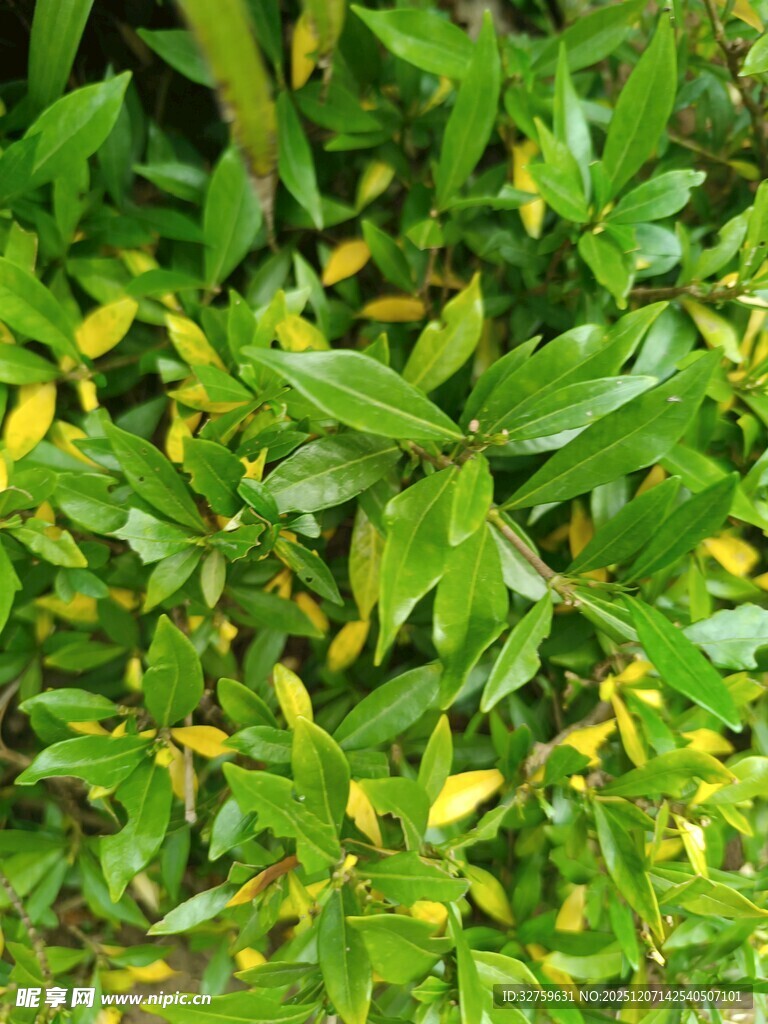 翠绿繁茂的树叶景观