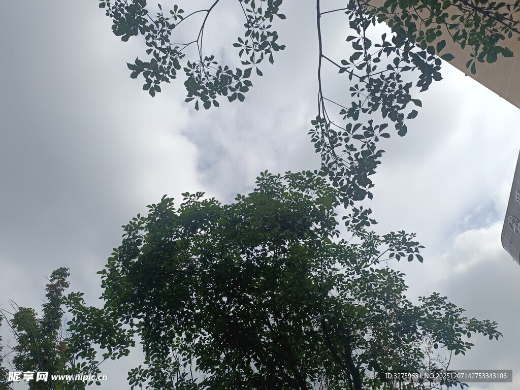 仰视天空下的繁茂绿树