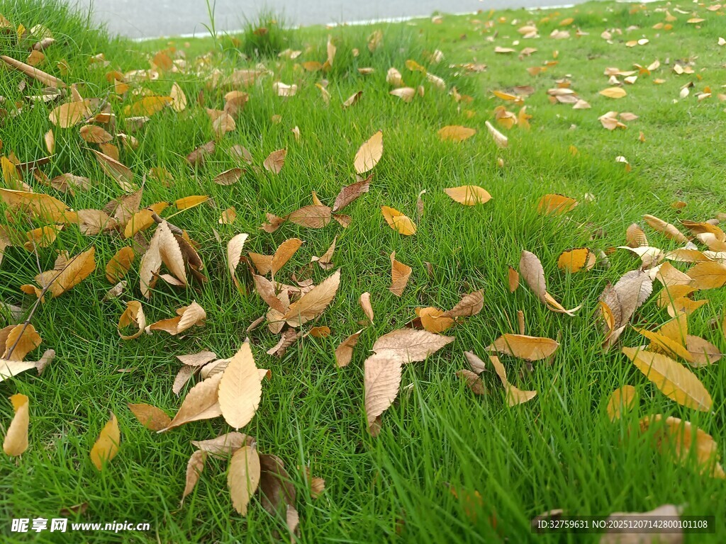 草地上的枯黄落叶