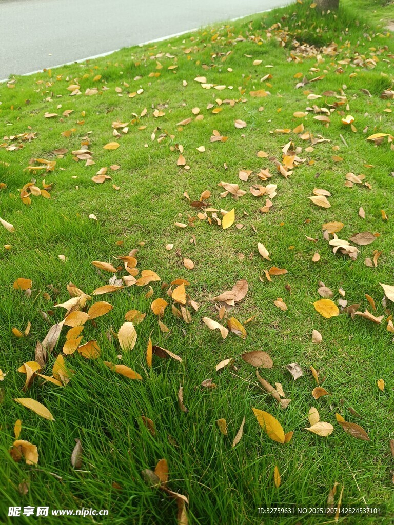 秋日草地落叶景致