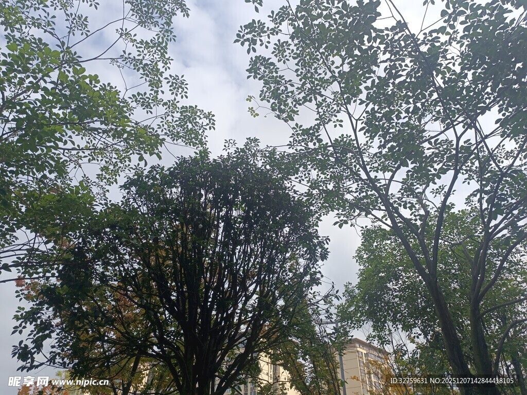 仰视茂密树林树冠景象