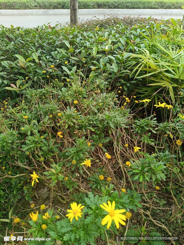 草丛中的黄色小花