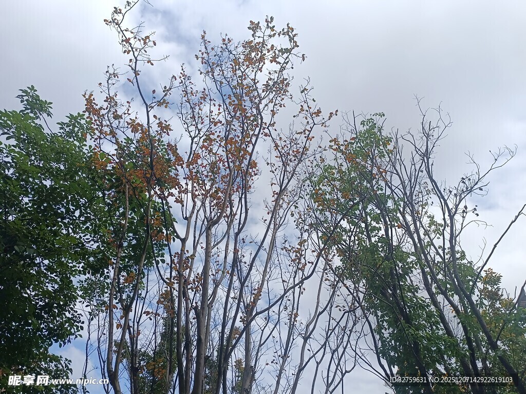 秋日枯树与繁茂绿树对比