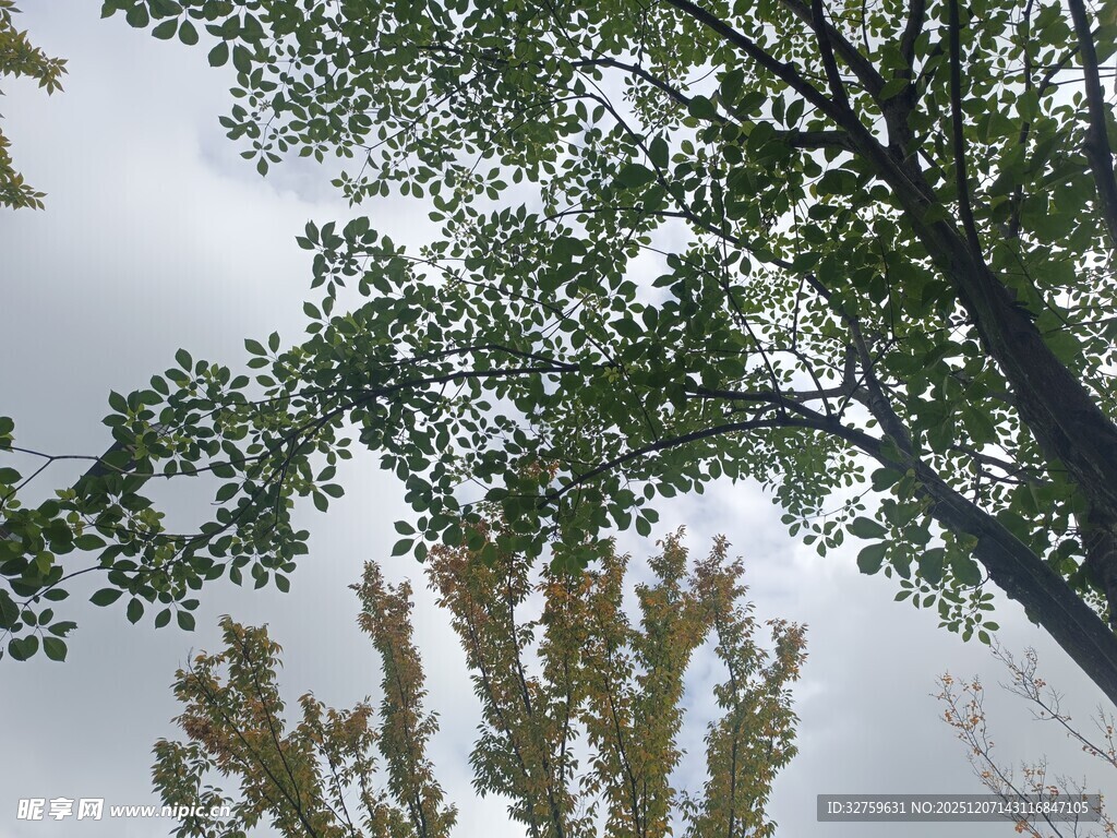 仰视视角下的繁茂绿树