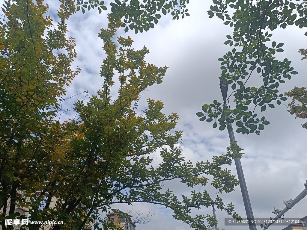 树梢上的天空与枝叶