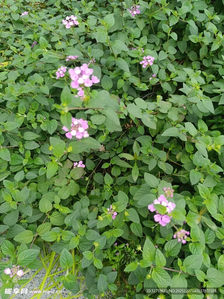 田间绽放的粉色小花