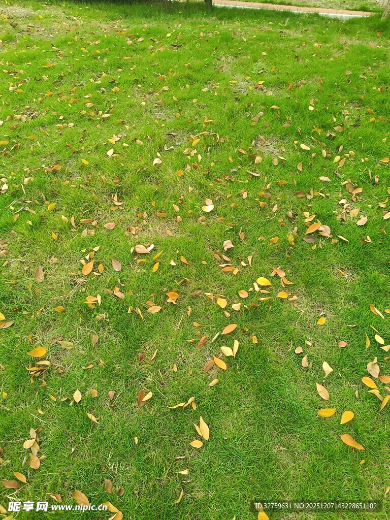 秋日草地落叶景致