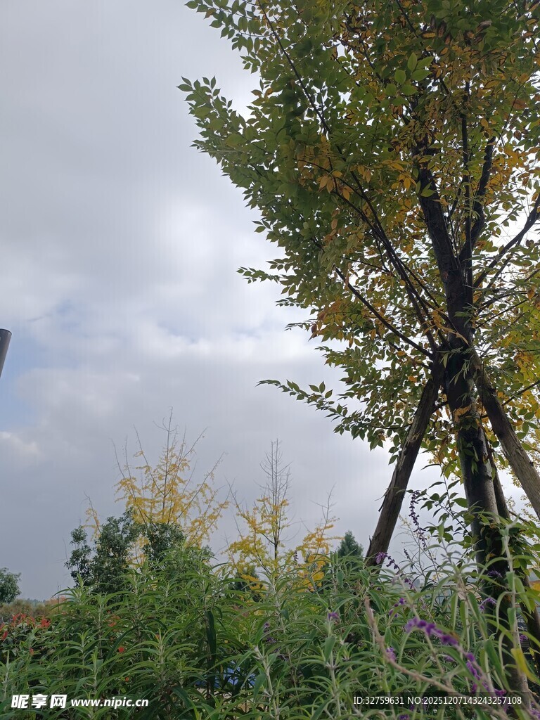 户外树木与繁茂绿植景观