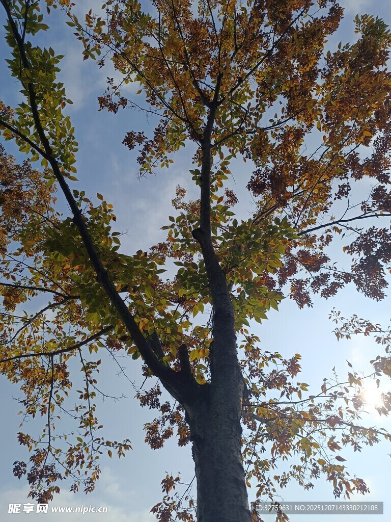 秋日树冠下的蓝天景致