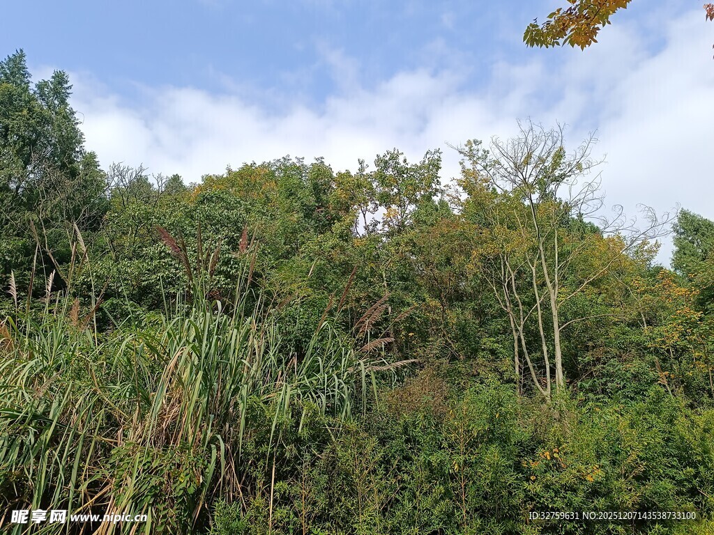 茂密丛林中的绿色植物景观
