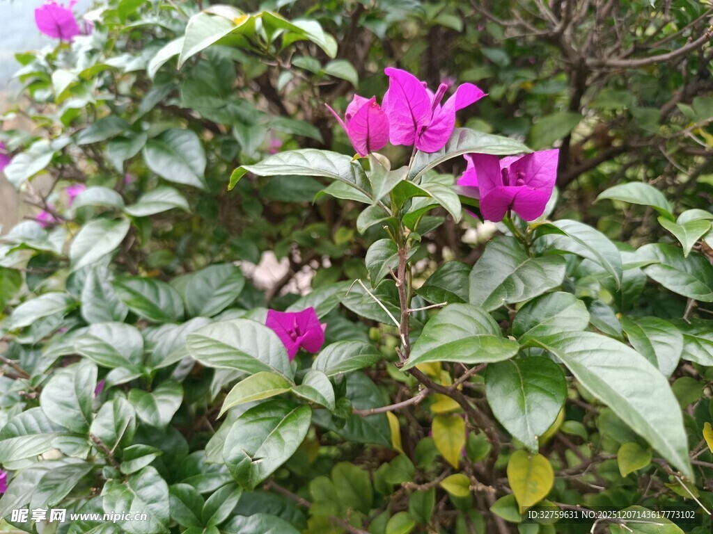 绿叶丛中的娇艳紫花