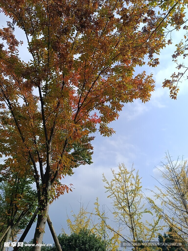 秋日斑斓树叶与蓝天