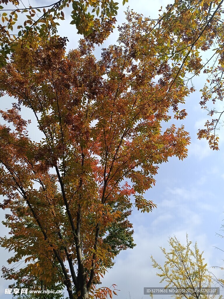 秋日斑斓树叶映蓝天