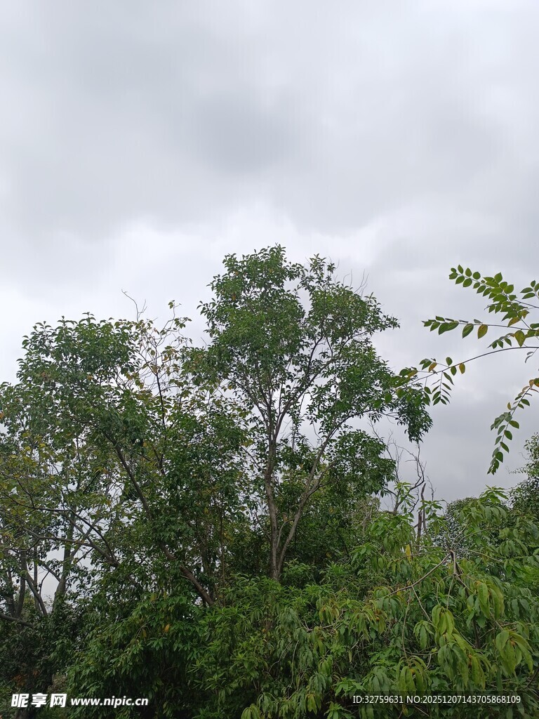 阴天中的葱郁树林