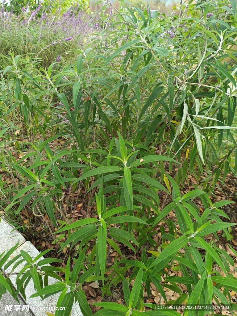 户外茂盛的绿色植物景观