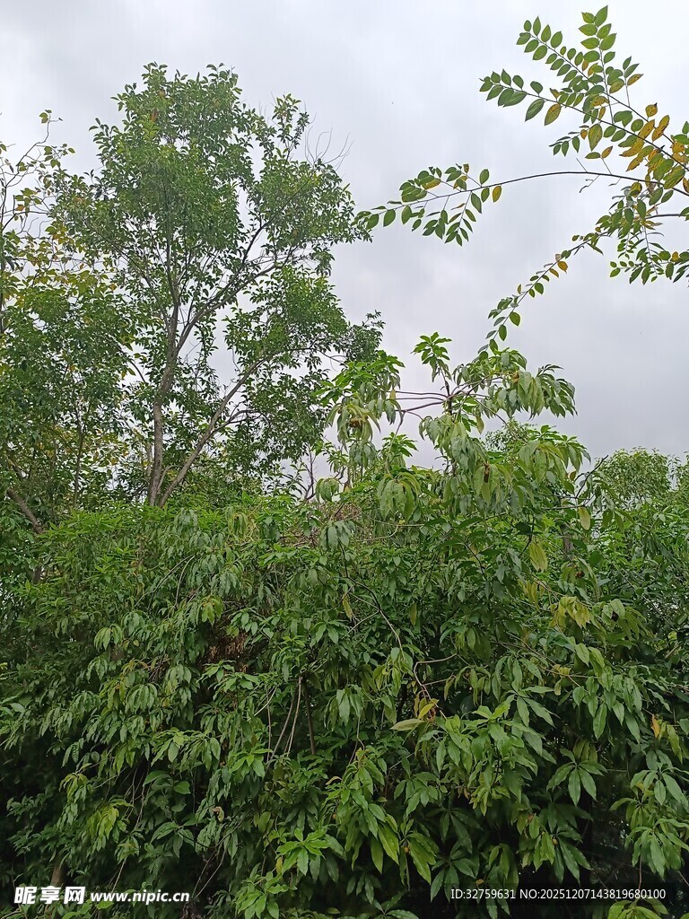 绿意盎然的繁茂植物景观