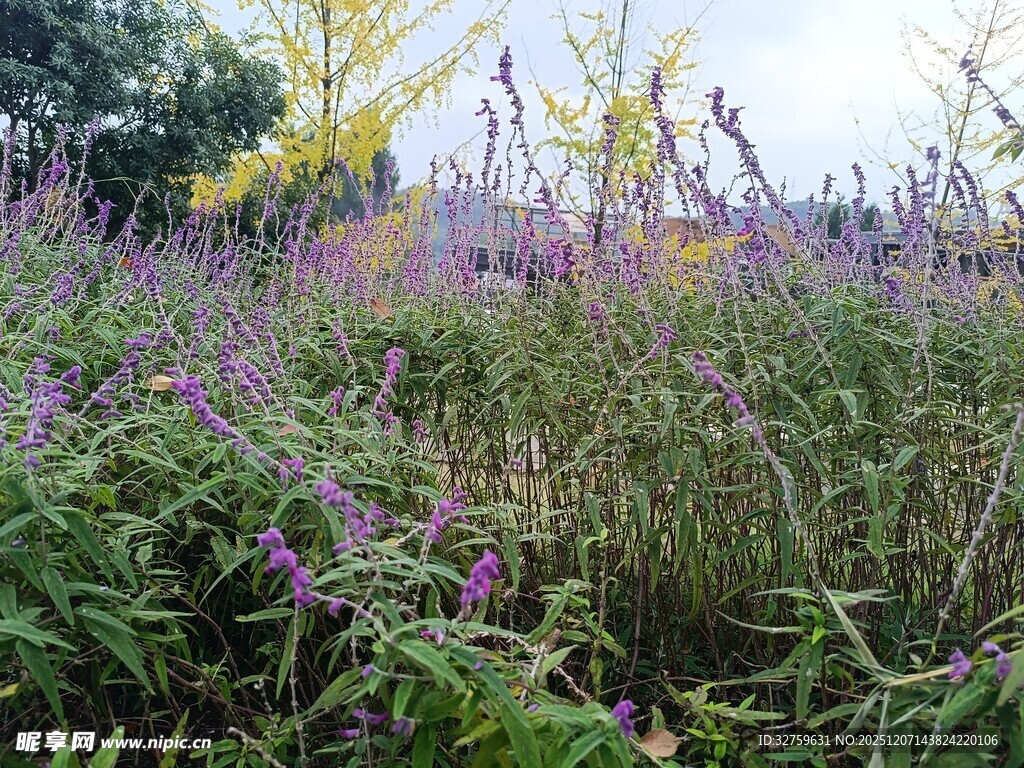 野外紫色花卉植物景观