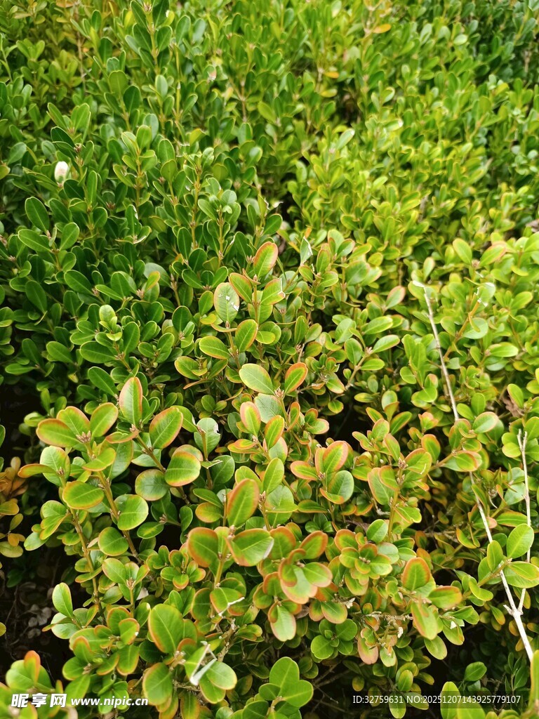 绿叶繁茂的植物景观