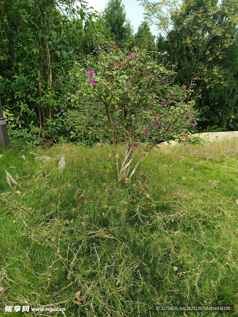 野外草地中的开花小树