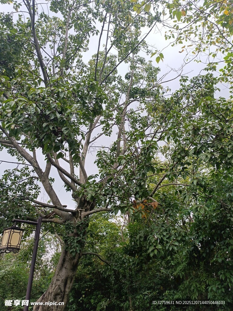 繁茂绿树 