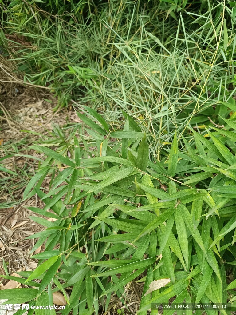 野外丛生的绿色植物