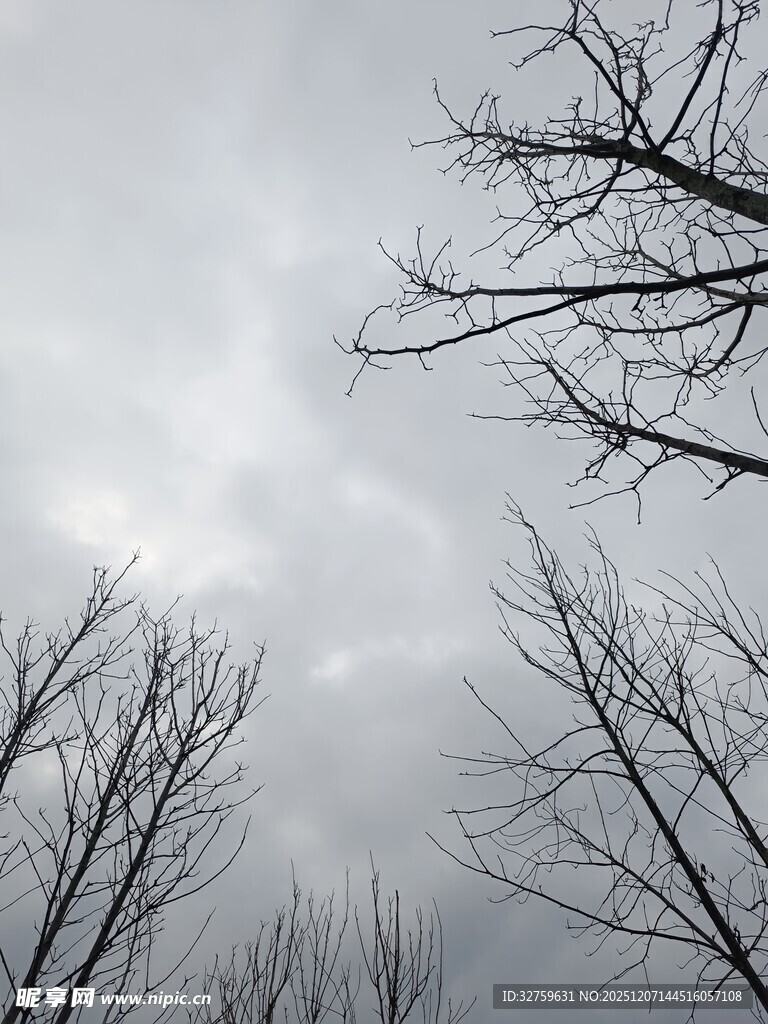 冬日枯树与阴沉天空
