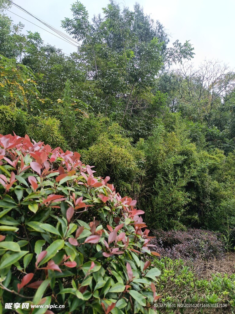 绿叶红花的繁茂植物景观