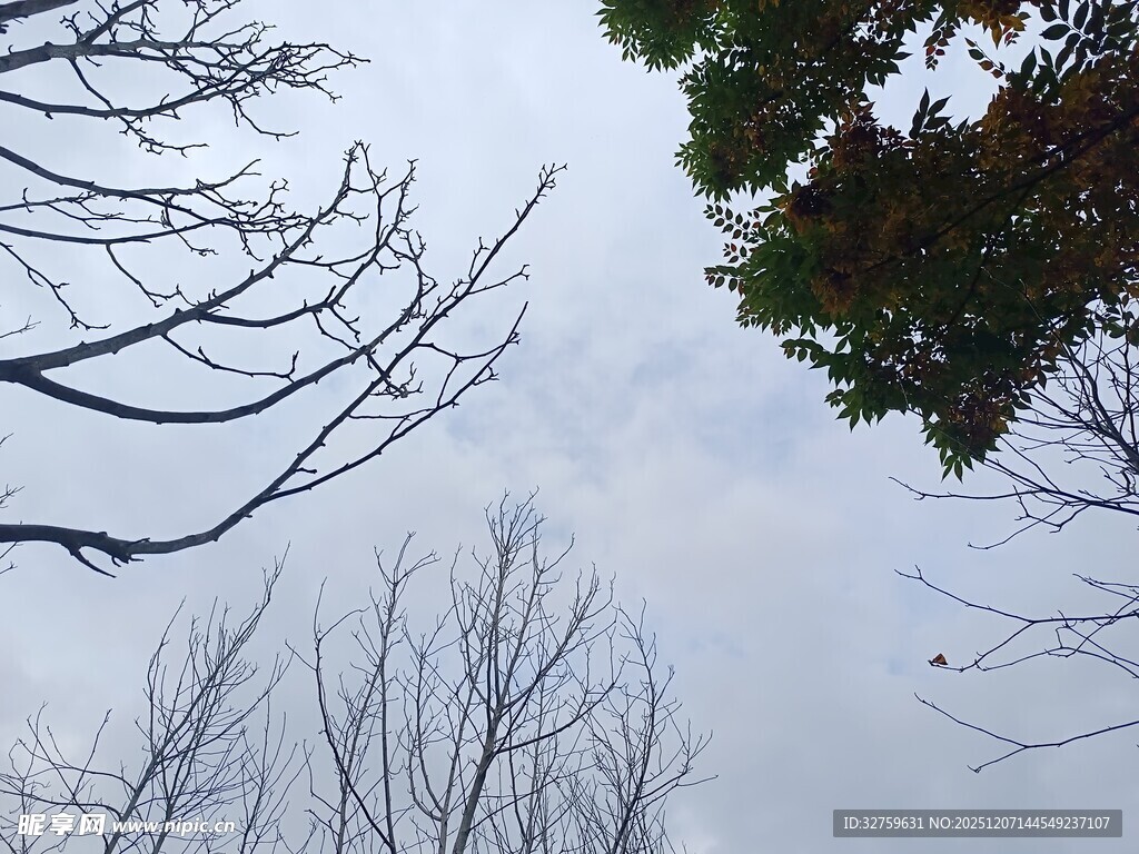 冬日枯树与绿叶对比景象