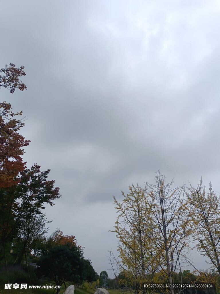 阴天里的多彩树木景观