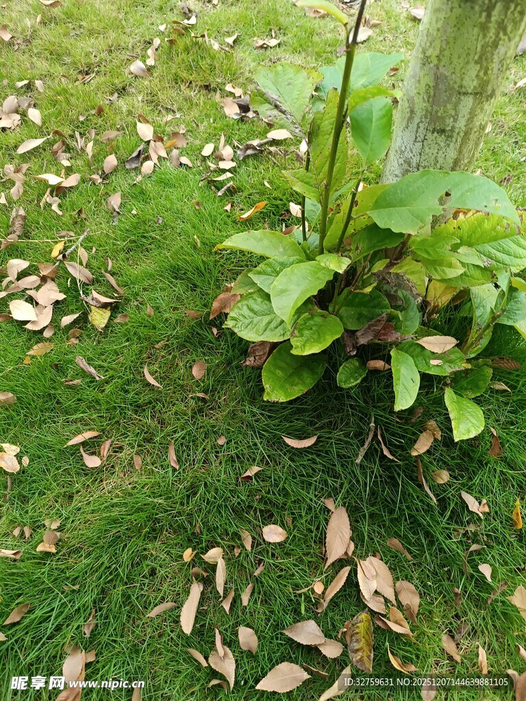 树下绿植与散落枯叶