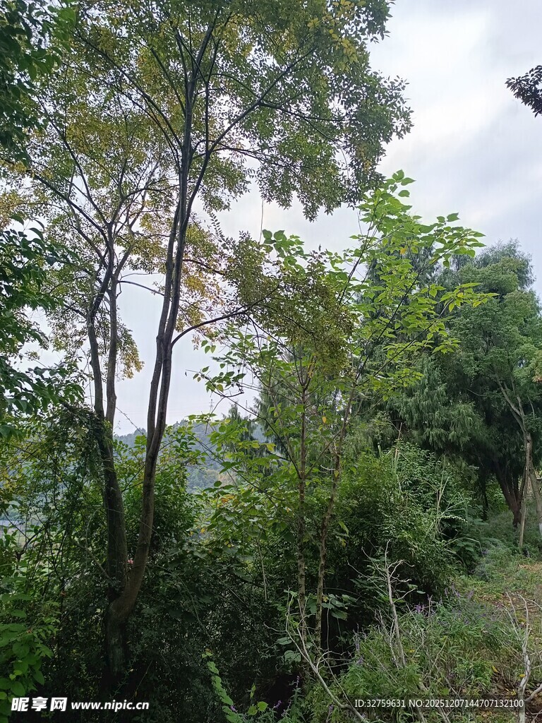 茂密树林中的高大树木