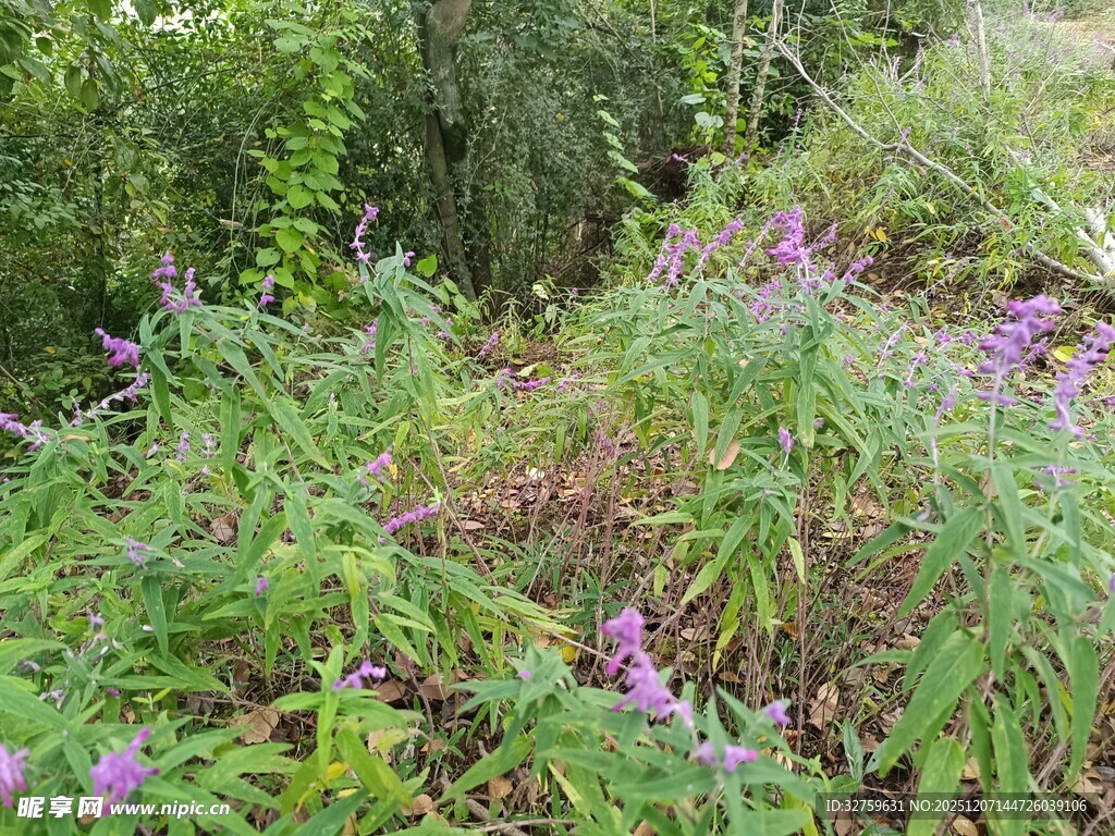 野外繁茂的紫色花草景观