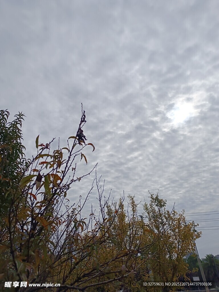 枝头飞鸟与多云天空