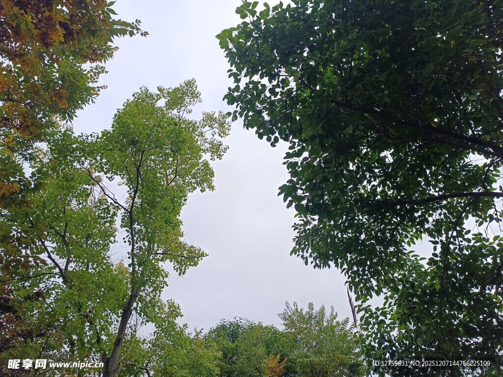 秋日林间树梢景象