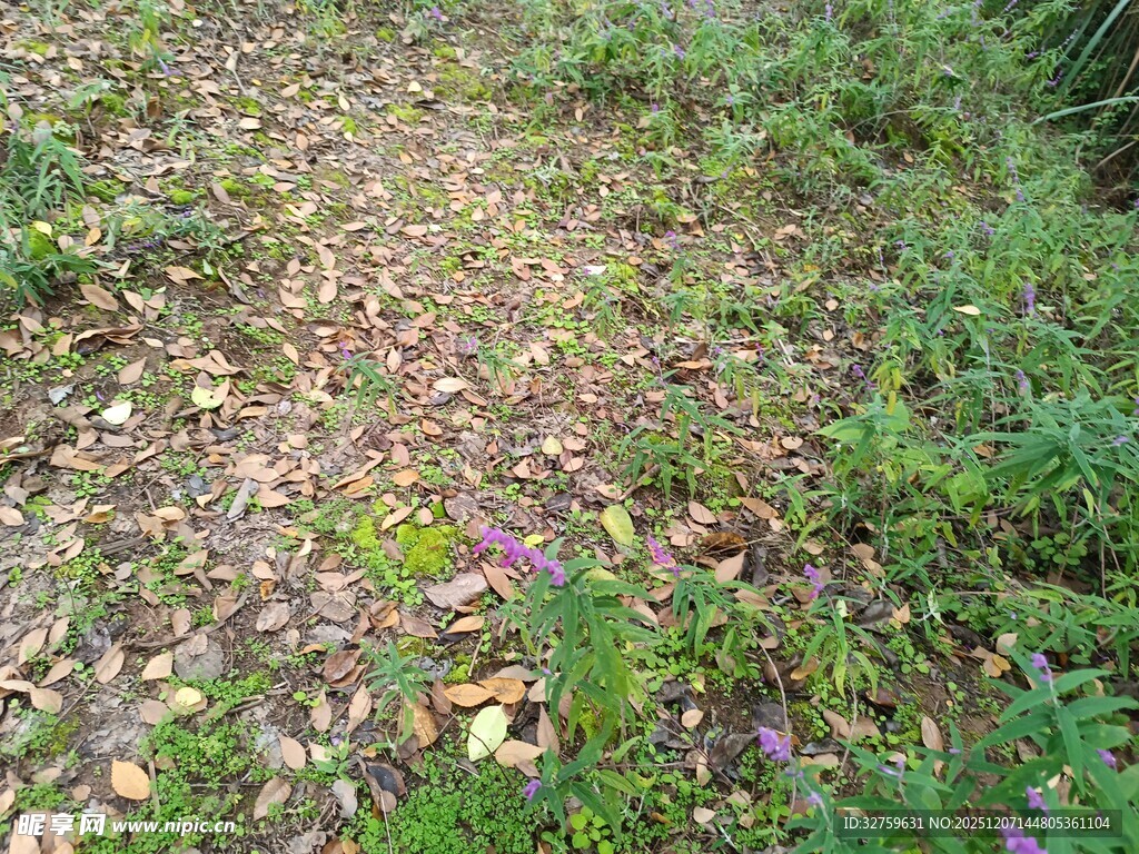 林间落叶与野花小径