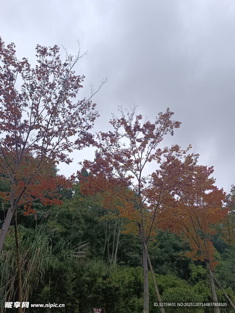 秋日山林多彩树木景观