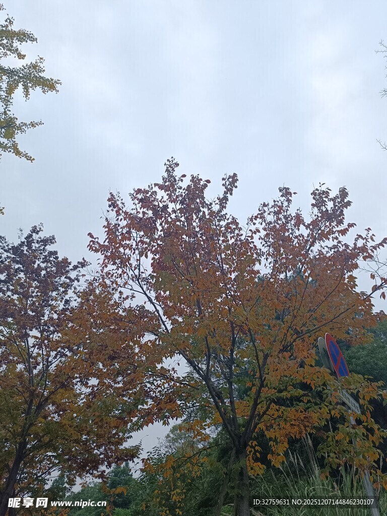 秋日彩叶树木景观