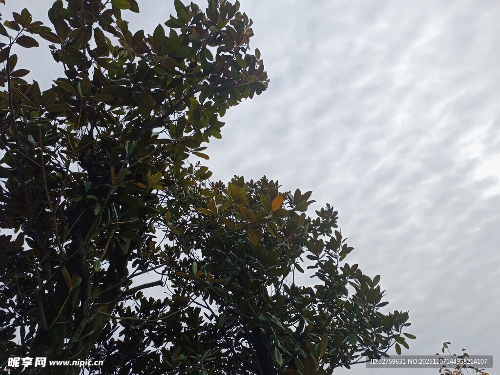 天空下的繁茂树木