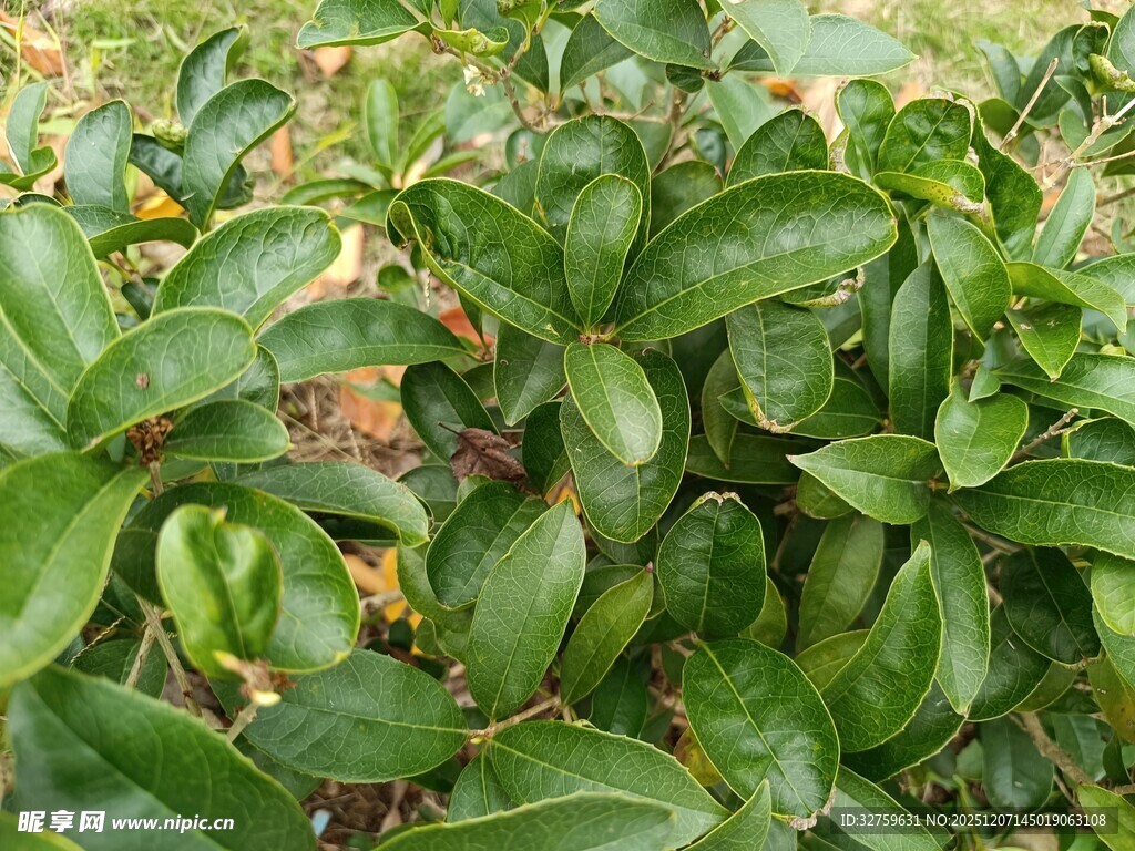 翠绿叶片的植物特写