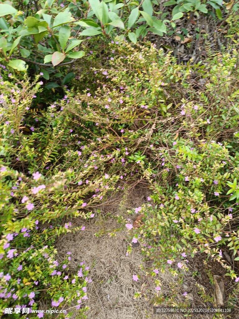 野外繁茂的杂草景象