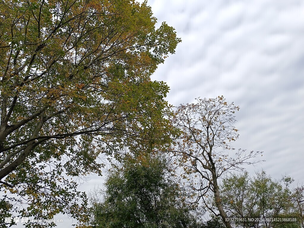 秋日树梢与天空景象