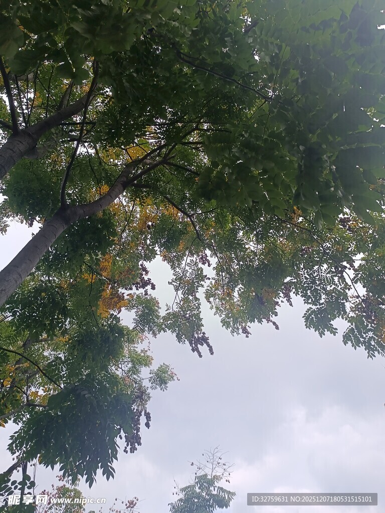 仰视繁茂枝叶